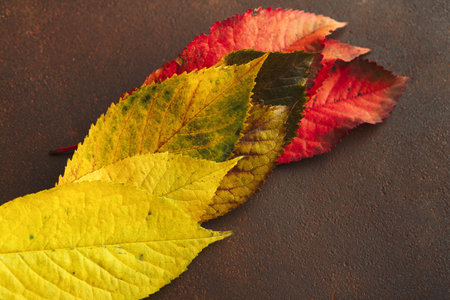 Collage of Autumn Leaves Arranged in a Mosaic Style on a Dark Background