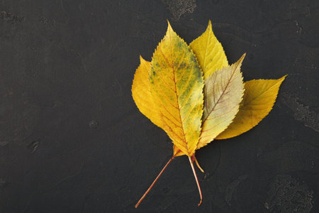 Collection of Autumn Leaves Arranged on a Black Surface in a Simple Layout With Natural Colors