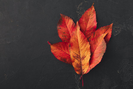 Autumn Leaves in Warm Colors Arranged on a Dark Surface