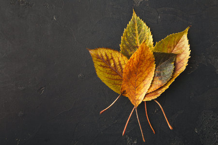 Collection of Autumn Leaves on a Dark Surface