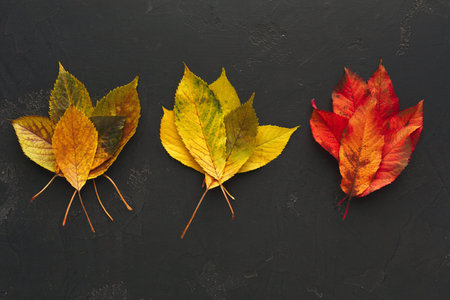 Collage of Autumn Leaves Arranged in a Set on Dark Surface