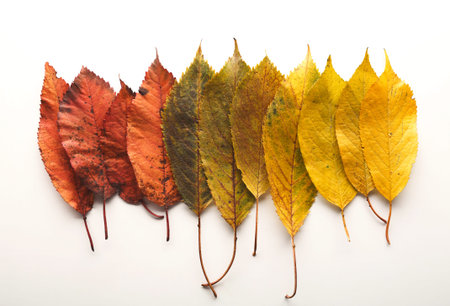 Collage of Autumn Leaves Showing Various Colors Arranged in a Linear Pattern
