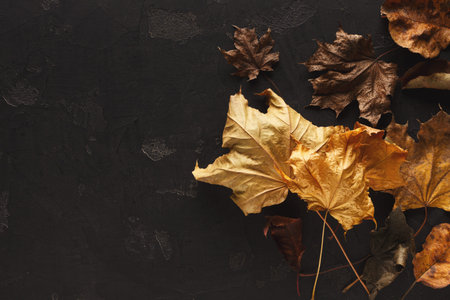 Collection of Autumn Leaves on a Dark Surface Arranged in a Simple Collage Mosaic