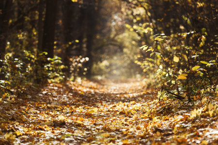 Collection of Autumn Leaves Along a Wooded Path in the Forest During Daylight