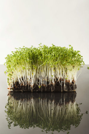 Fresh Green Sprouts Grow in a Neat Patch on a Smooth Surface in a Simple Setup