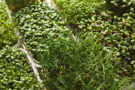 Collection of Herbs and Greens in a Collage Arrangement at a Market for Fresh Produce
