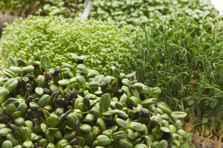 Collection of Fresh Sprouts and Greens in a Garden Setup for Healthy Eating Practicesの写真素材