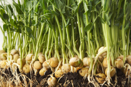 Collection of Young Pea Plants Showing Roots and Shoots in Various Stages of Growth