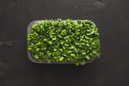 Collection of Fresh Microgreens Growing in a Container on a Dark Surface