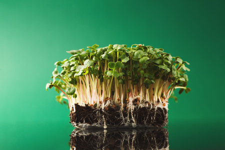 Growing Microgreens in a Studio Setting With Bright Green Background and Mirrored Surface