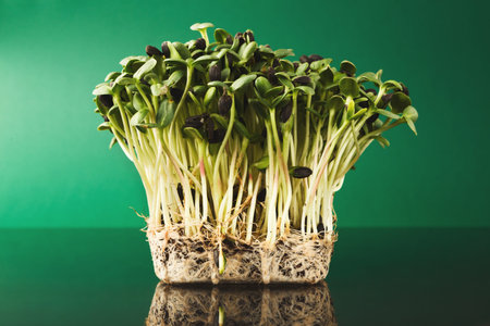 Collection of Sunflower Sprouts Growing on a Table With Green Background