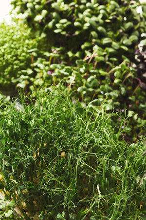 Collection of Fresh Herbs in a Vertical Garden Setting Showing Different Plant Species