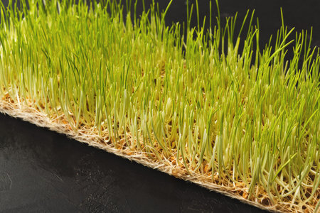 Grass Growing in a Collection on a Dark Surface in a Natural Setting