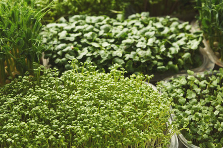 Different Types of Sprouts and Microgreens in a Garden Setting During the Daytime