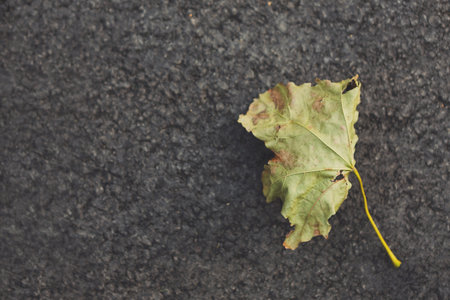Leaf Resting on Asphalt Surface Forming a Simple Collage of Nature and Urban Life
