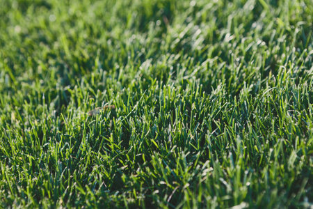 Grass Collage Showing Different Textures and Shades in a Vibrant Green Collection