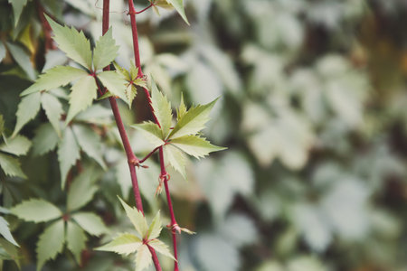 Collection of Green Leaves on Vine Against Blurred Background of More Leaves and Nature