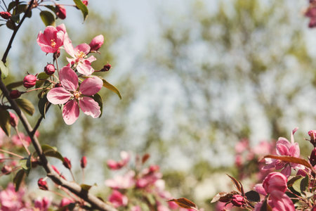 Blossoms and Buds on a Tree Branch During Spring in a Garden Under Bright Blue Sky