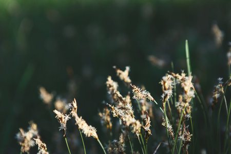Wild Grass Sways Gently Under Soft Sunlight in a Grassy Field During Late Afternoon