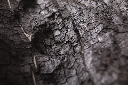 Close View of a Charred Wooden Surface Showing Cracks and Texture After a Fire Incident