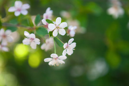 Cherry Blossom Flowers Bloom on a Branch During Springtime in a Garden Setting