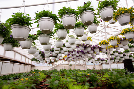Hanging Flower Pots Filled With Colorful Plants In Greenhouse, Vibrant Indoor Gardening Setting