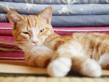 kittï½ in the tatami roomの写真素材