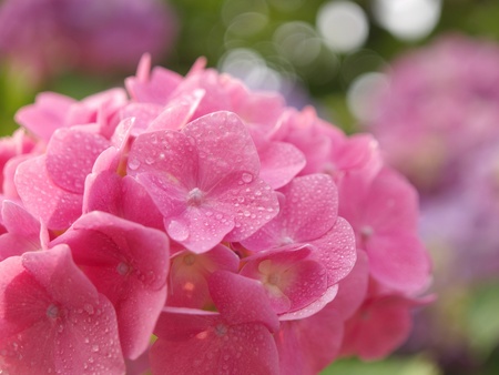 Ajisai after the rainの写真素材