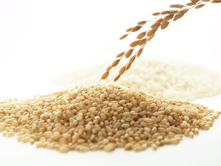 japonica riceの写真素材
