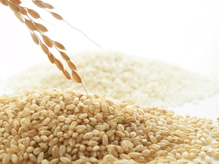 japonica riceの写真素材