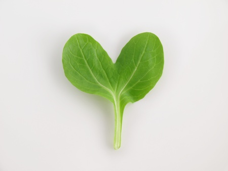 heart pino greenの写真素材