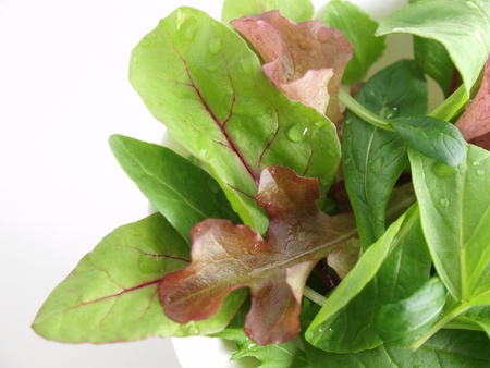 baby leaf saladの写真素材