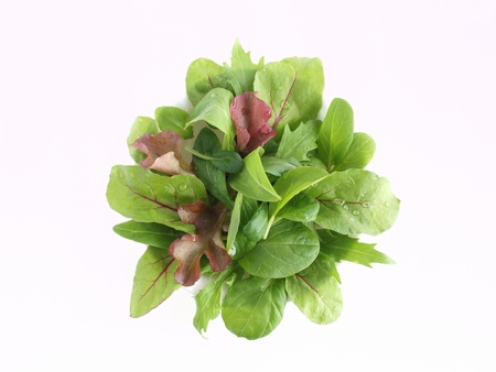 baby leaf saladの写真素材