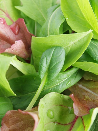 baby leaf saladの写真素材