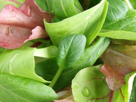 baby leaf saladの写真素材