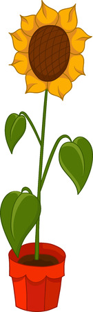 Illustration of sunflower in a pot on white backgroudのイラスト素材