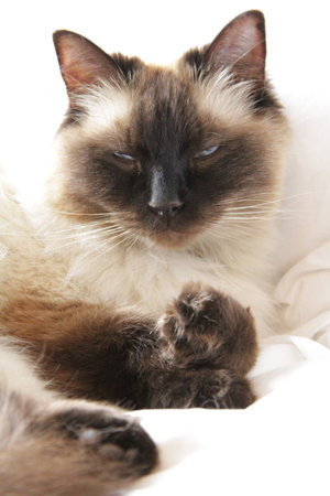 Cat Lying on a White Bedの写真素材