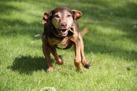 Running Dogの写真素材