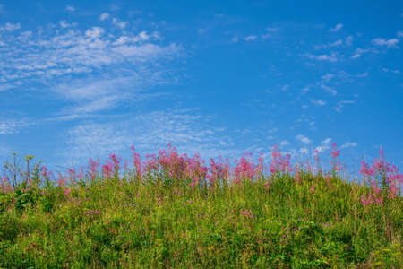 Green grass and pink flowers on a blue sky background with light clouds for backgrounds.の写真素材