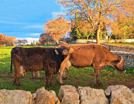 Landscape: This is cows grazing in a countryside.の写真素材