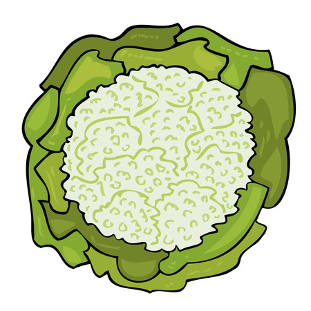 Fresh cabbage with a lot of leaves. のイラスト素材