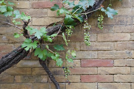 Grapevine climbing brickwall.の写真素材