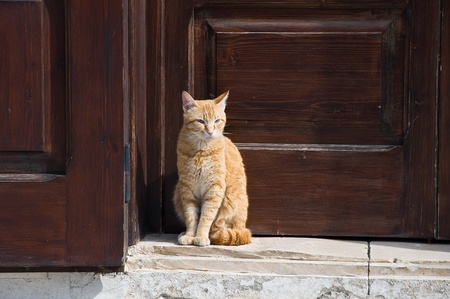 Ginger cat.の写真素材