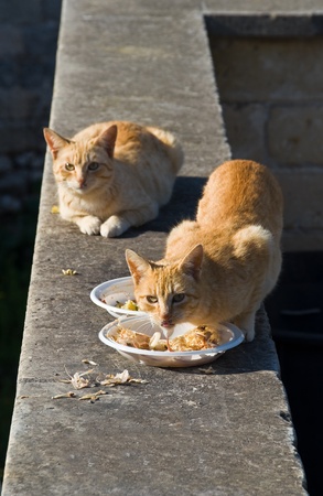 Ginger cats.の写真素材