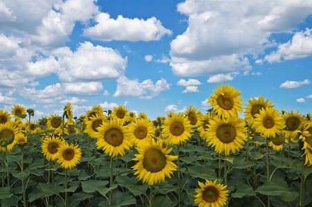 Sunflower field.