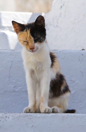 Sleeping cat.の写真素材