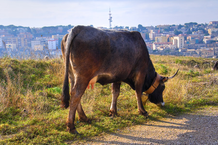 Cows grazing.の写真素材