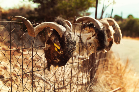 Old village background with goat skullの写真素材