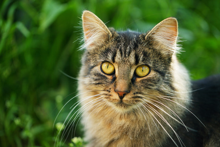 Cat outdoors on green grass background