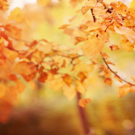 Abstract Blurred Autumn Bokeh Backgroundの写真素材